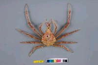 藏品(乳頭長腿蟹)的圖片